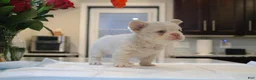 French Bulldog dogs for sale: Cotton ball - Ad 2
