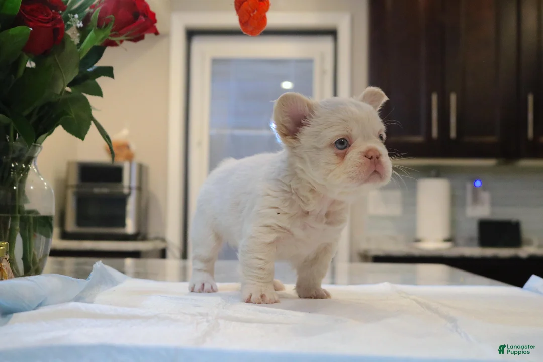 French Bulldog dogs for sale: Cotton ball - Ad 2
