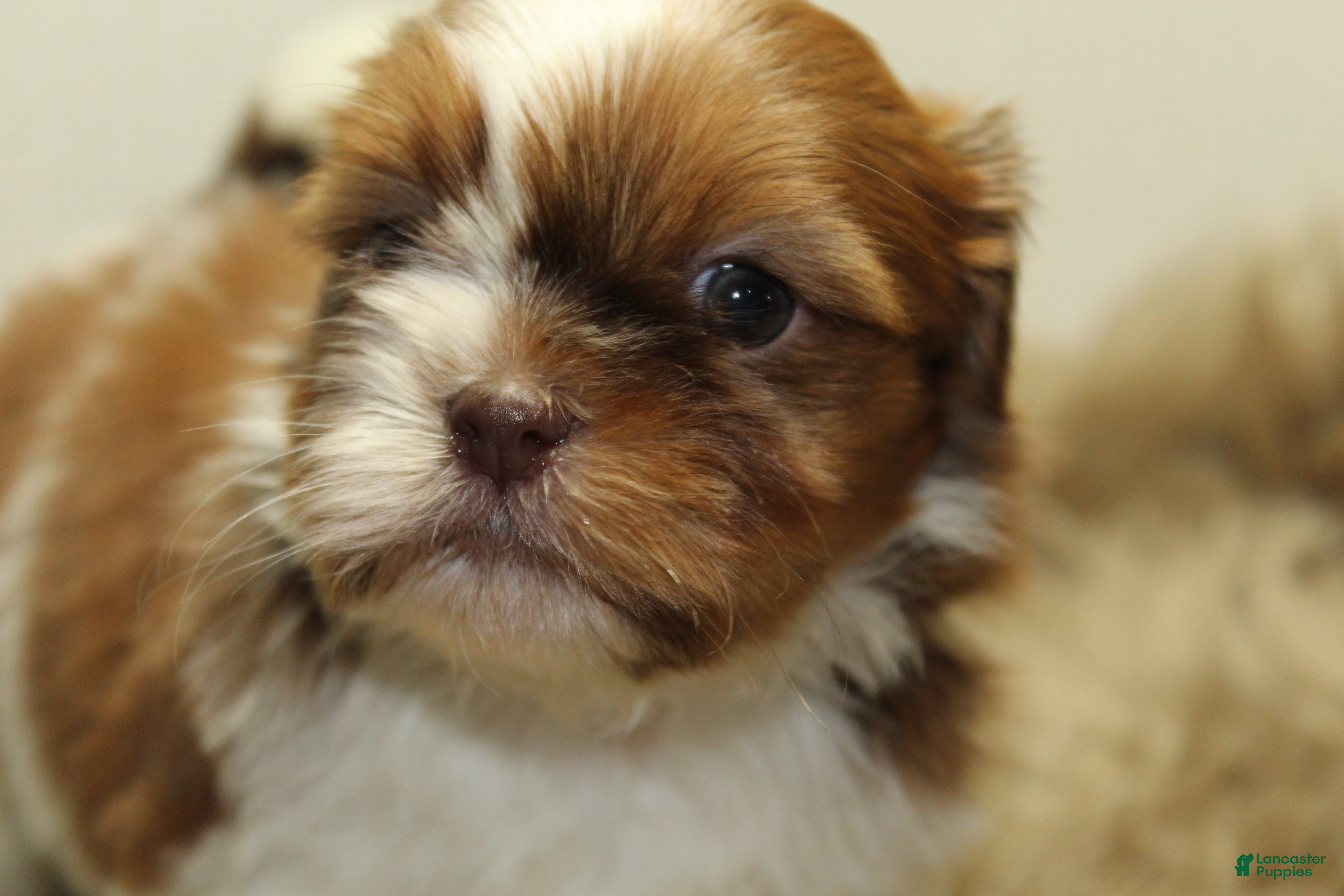 Shih Tzu dogs Lucy - Ad 1