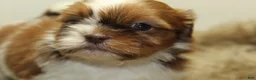 Shih Tzu dogs for sale: Lucy - Ad 1