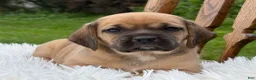 Puggle dogs for sale: Piper - Ad 8