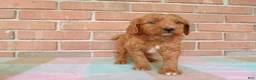 Cockapoo dogs for sale: Casper - Ad 4