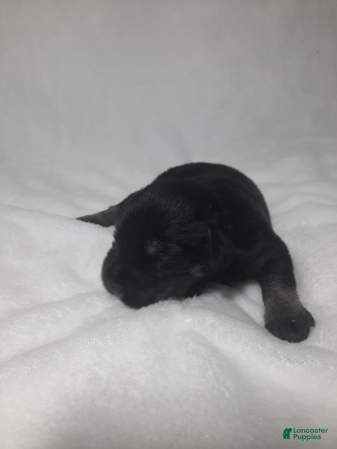 Miniature Schnauzer dogs for sale: AKC Hot Rod - Ad 3