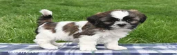 Shih Tzu dogs for sale: Teddy - Ad 5