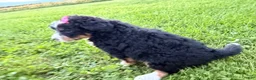 Bernedoodle dogs for sale: Stormy - Ad 18