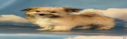 Morkie dogs for sale: Teddy - Ad 4
