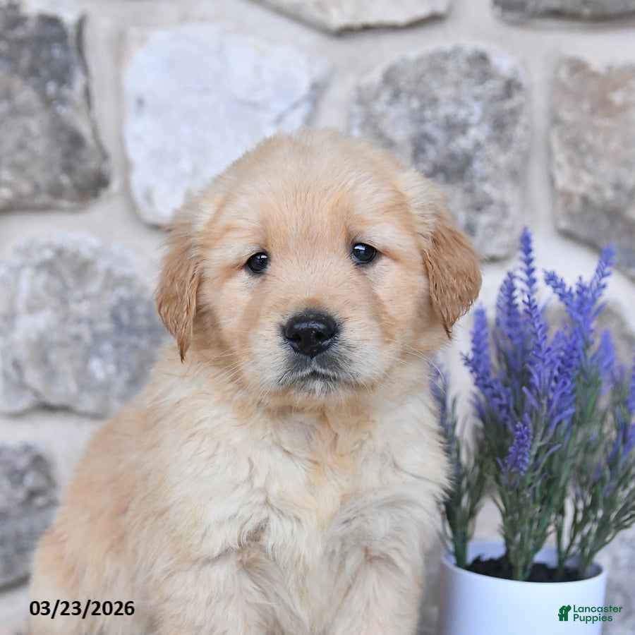 Golden Retriever dogs Dolly - Ad 2