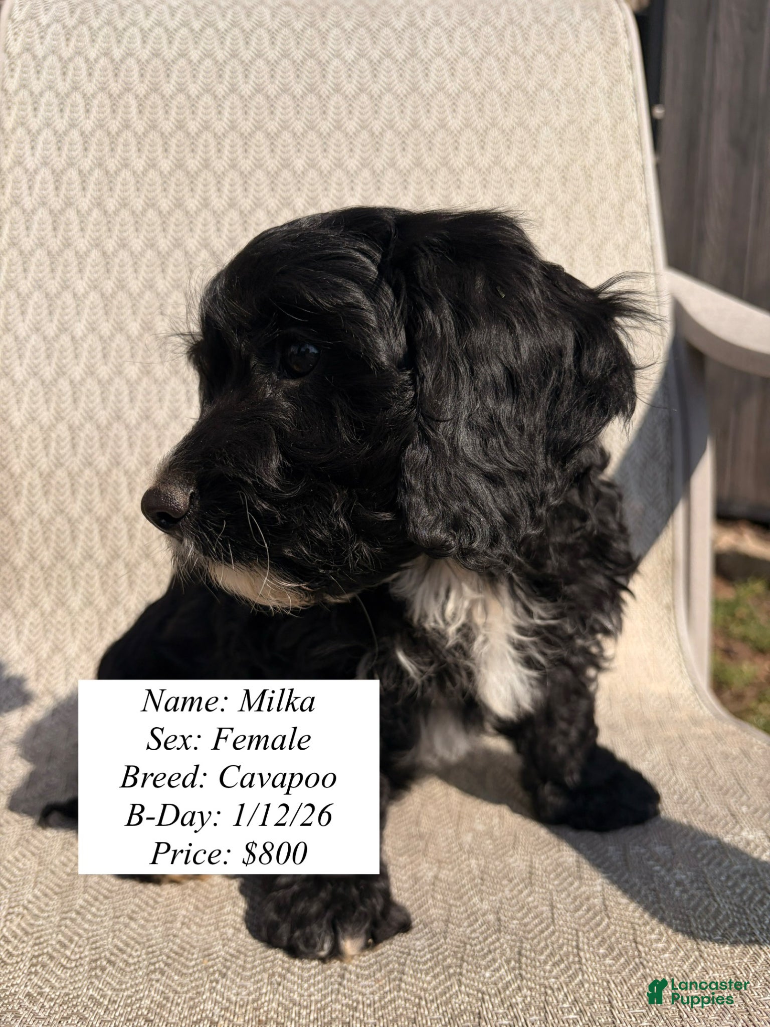 Cavapoo dogs Milka - Ad 39