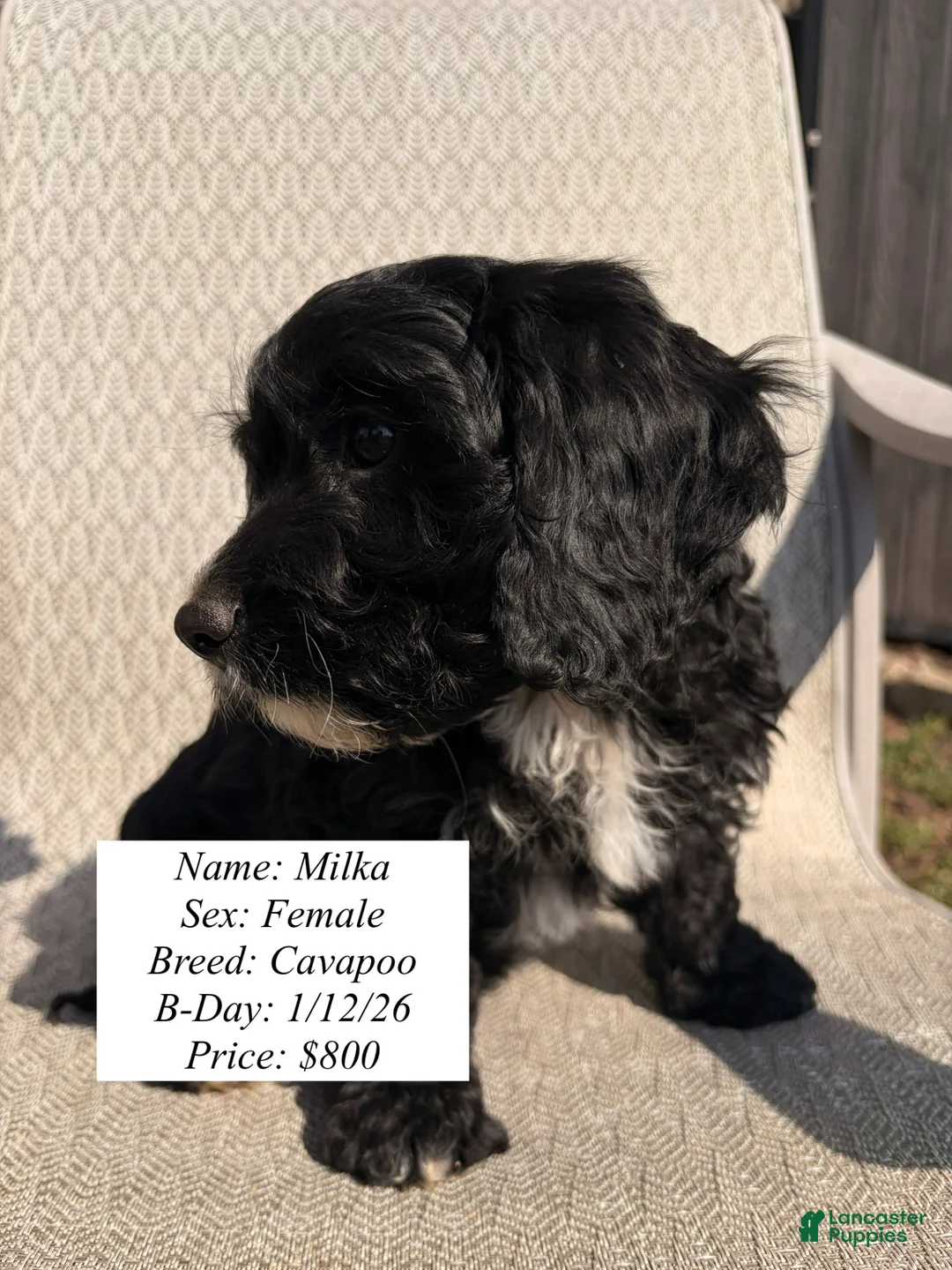 Cavapoo dogs for sale: Milka - Ad 1