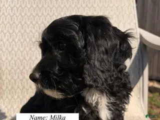Cavapoo dogs Milka - Ad 39