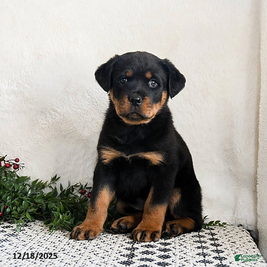 Rottweiler dogs Izzy - Ad 13