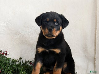 Rottweiler dogs Izzy - Ad 12