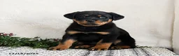 Rottweiler dogs for sale: Izzy - Ad 1