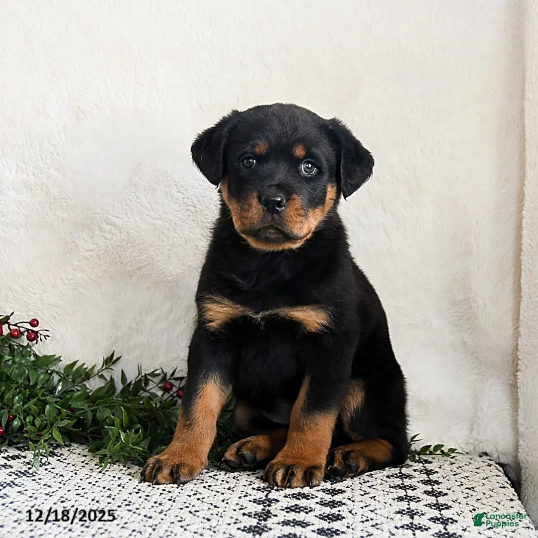 Rottweiler dogs for sale: Izzy - Ad 1