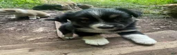 Mixed Breed dogs for sale: Timmy - Ad 2