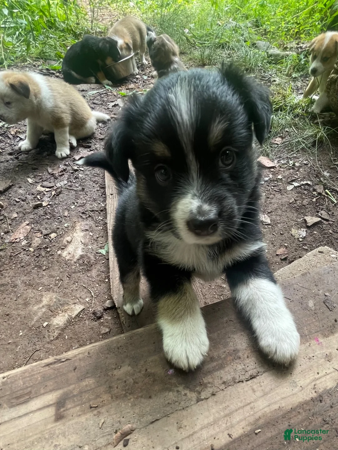 Mixed Breed dogs for sale: Timmy - Ad 2