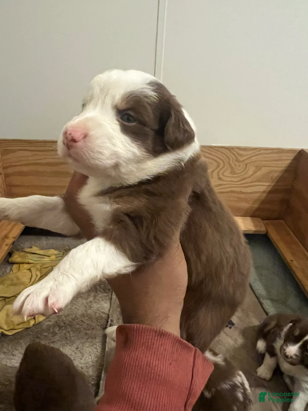 Australian Shepherd dogs for sale: Australian Shepherd Puppy 7 - Ad 1