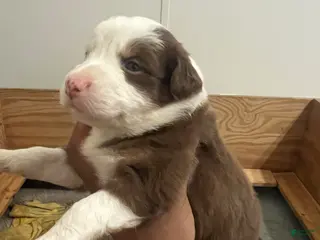 Australian Shepherd dogs Australian Shepherd Puppy 7 - Ad 16