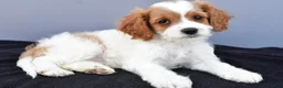 Cavapoo dogs for sale: Nora - Ad 7