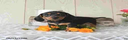 Miniature Dachshund dogs for sale: Sophie - Ad 5