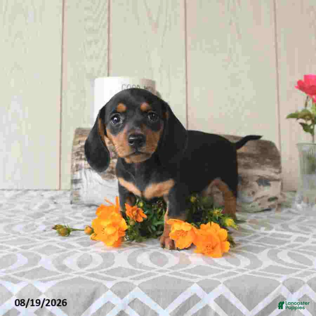 Miniature Dachshund dogs for sale: Sophie - Ad 5