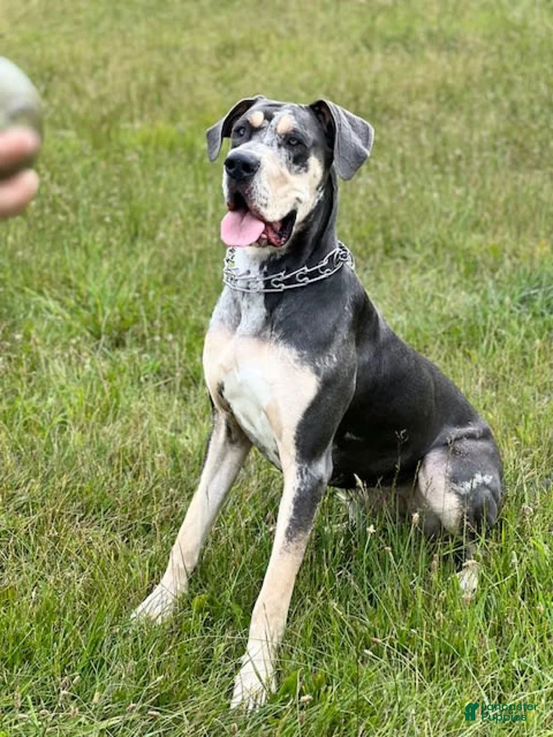 Gallery Image {{count}}