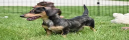 Miniature Dachshund dogs for sale: Frankie - Ad 8