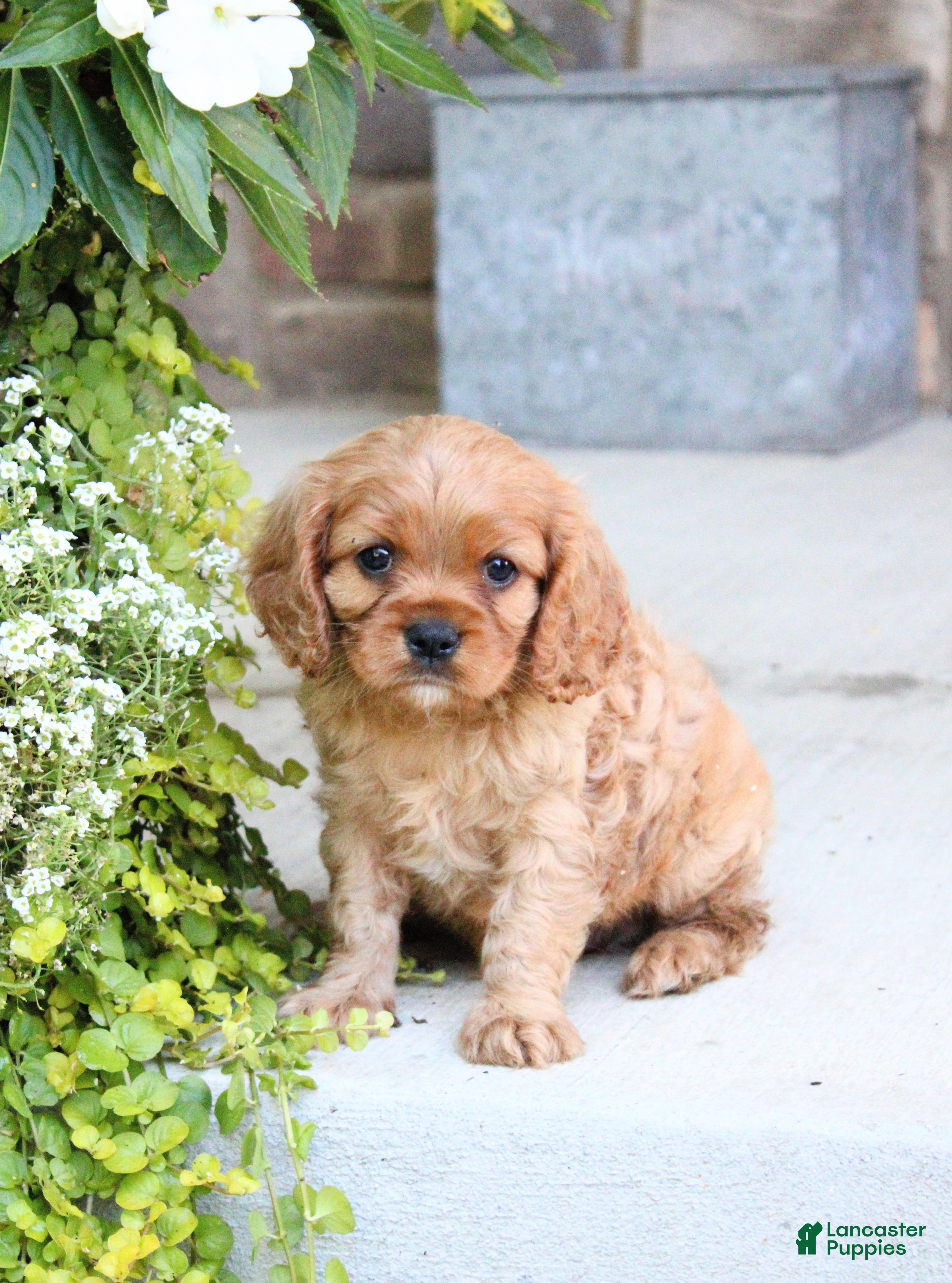 Cavalier King Charles Spaniel dogs Bruno - Ad 1
