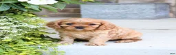 Cavalier King Charles Spaniel dogs for sale: Bruno - Ad 1