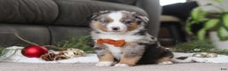 Miniature Australian Shepherd dogs for sale: Anson - Ad 3