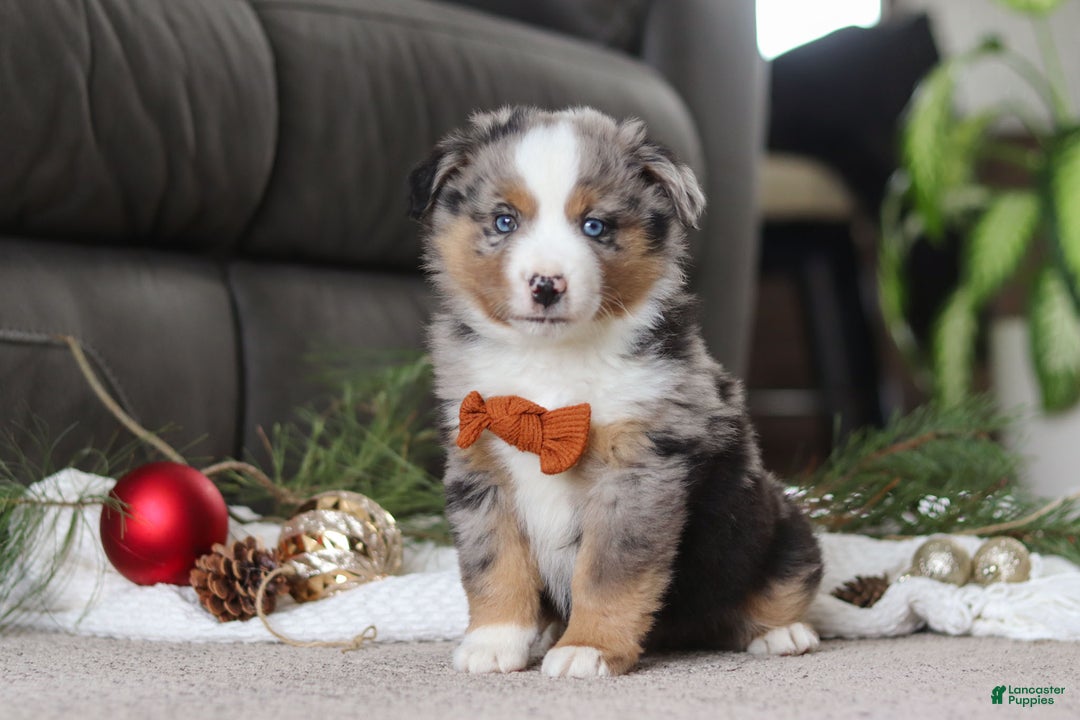 Miniature Australian Shepherd dogs for sale: Anson - Ad 3