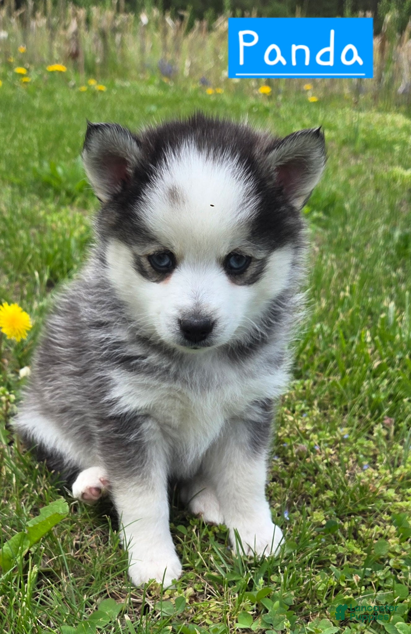 Pomsky dogs Panda - Ad 2