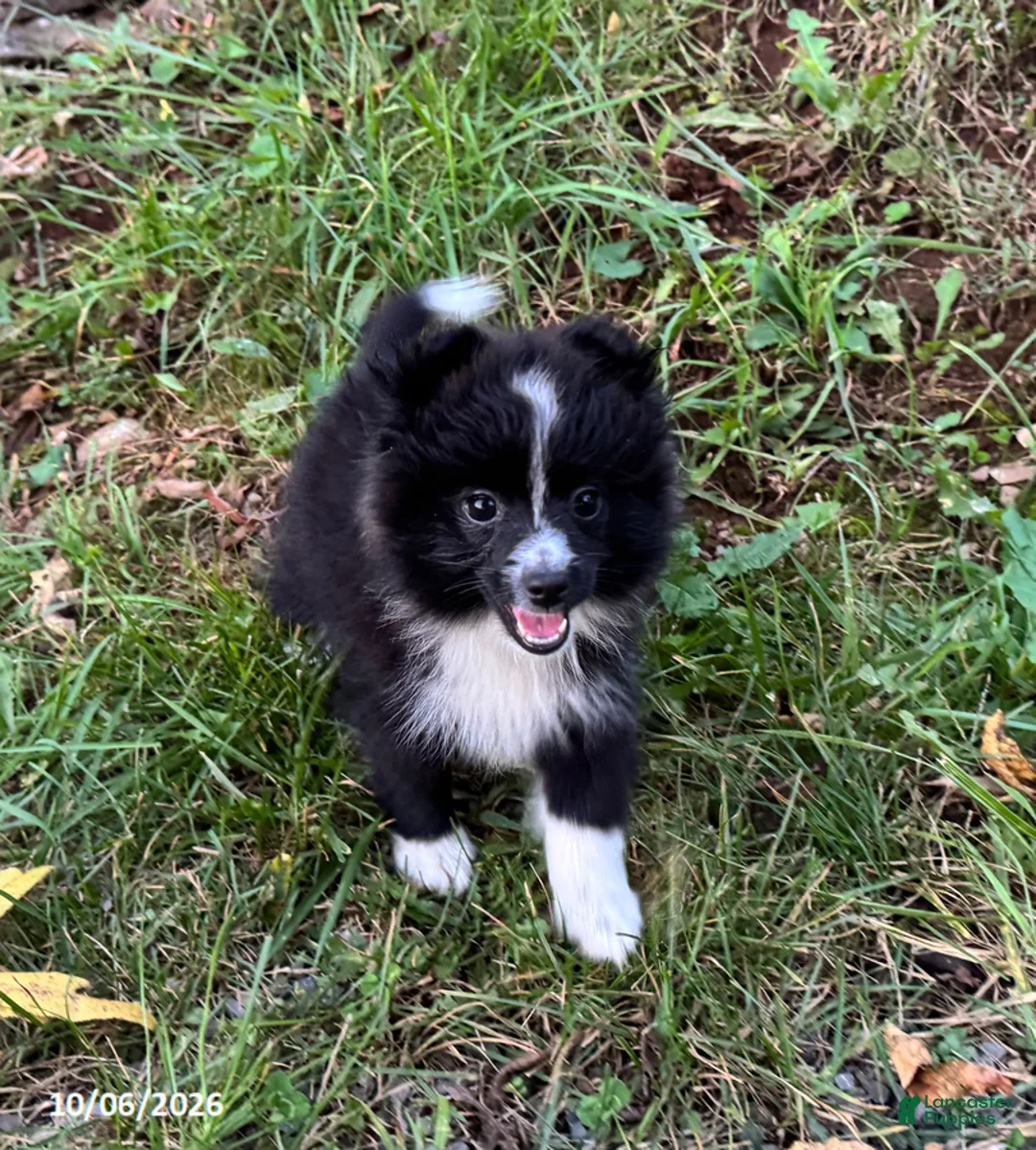Pomeranian dogs for sale: Buddy - Ad 1
