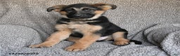 German Shepherd dogs for sale: Sidney - Ad 1