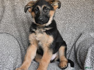 German Shepherd dogs Sidney - Ad 41