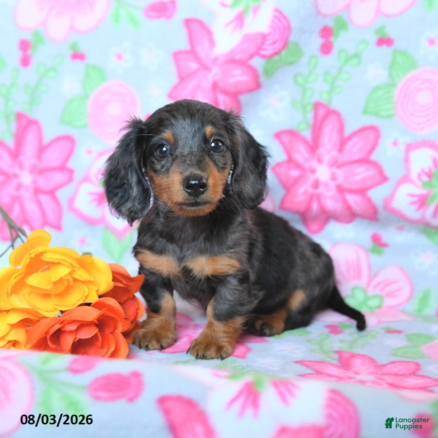 Dachshund dogs Carter - Ad 1
