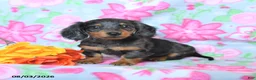 Dachshund dogs for sale: Carter - Ad 1