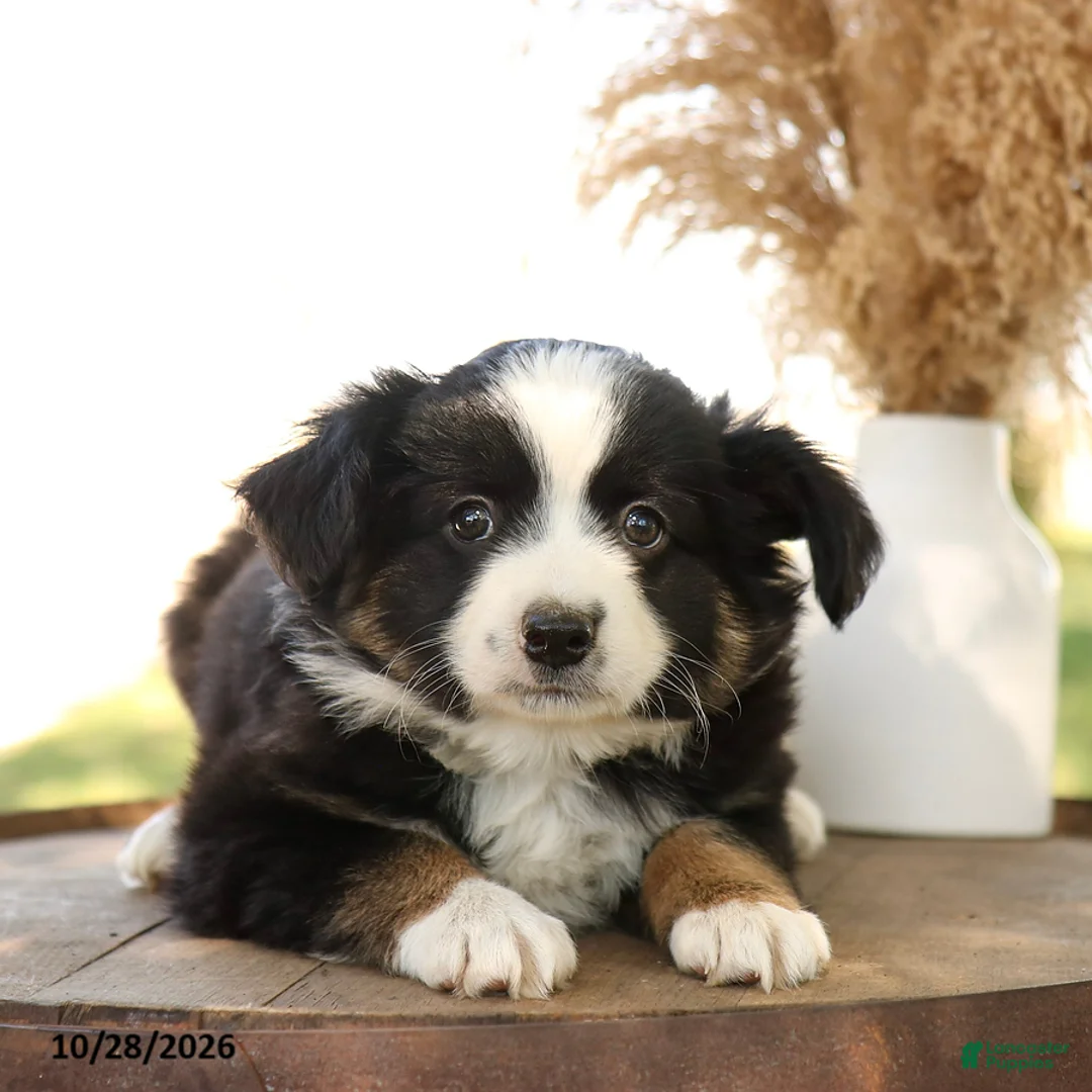 Miniature Australian Shepherd dogs for sale: Chase - Ad 3