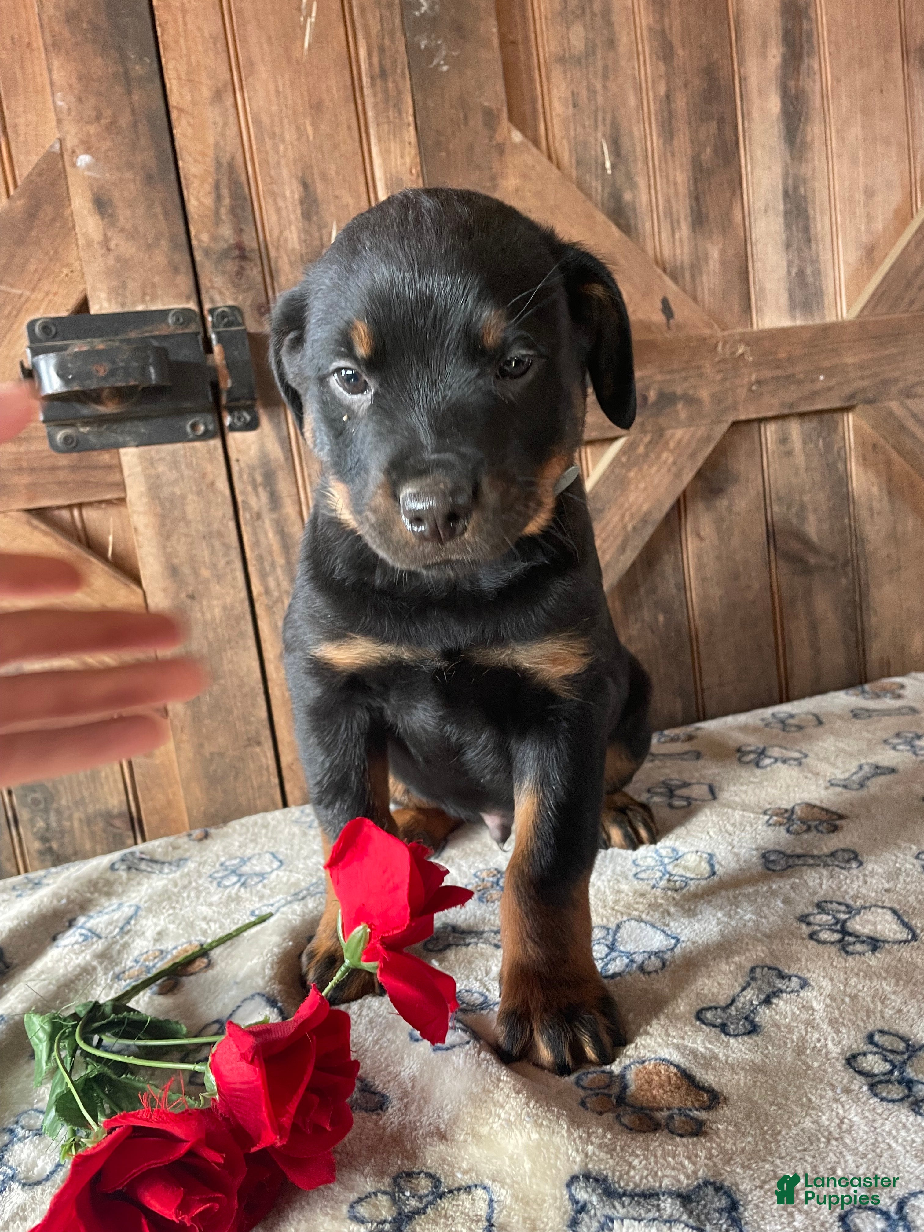 Rottweiler dogs Axel - Ad 33