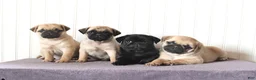 Pug dogs for sale: Charity - Ad 2