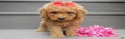 Mini Goldendoodle dogs for sale: Sheila - Ad 3