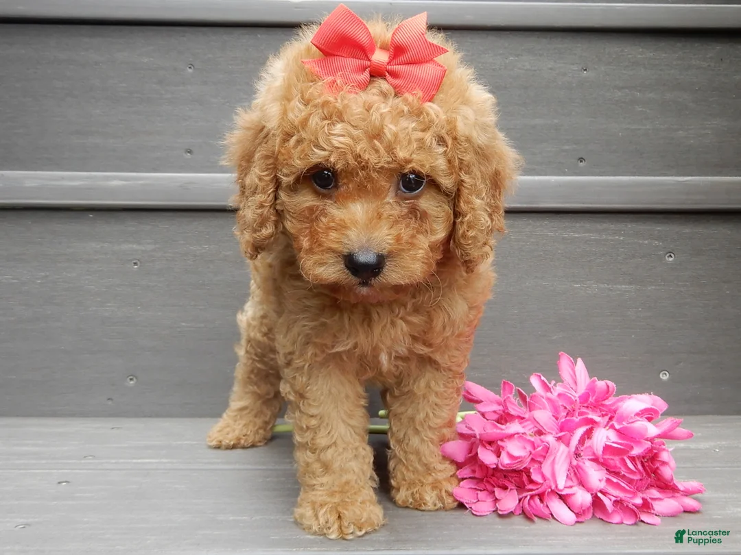 Mini Goldendoodle dogs for sale: Louie - Ad 8