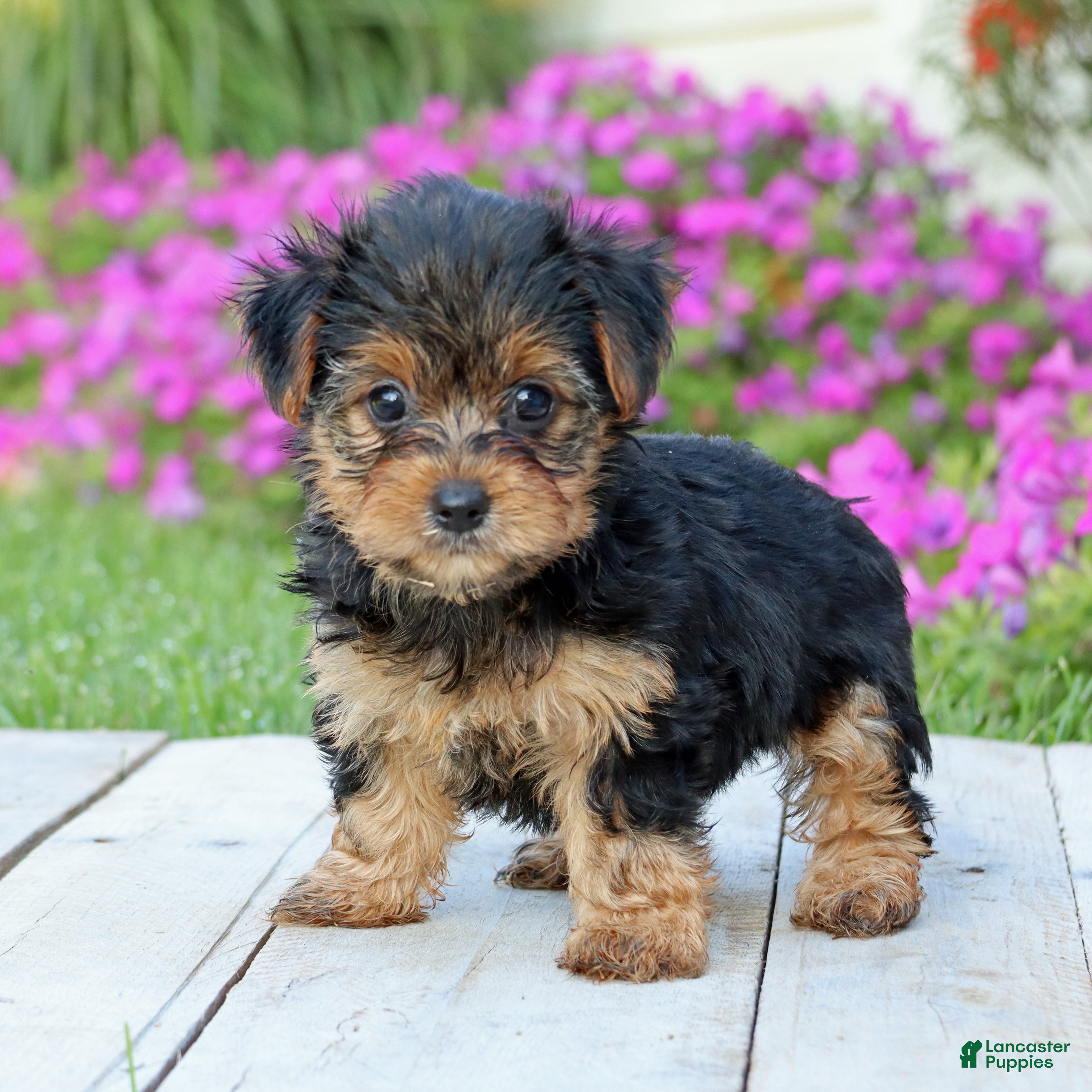 Yorkshire Terrier dogs Izzy - Ad 2