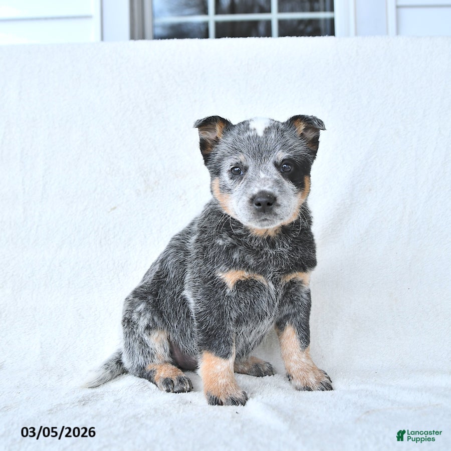 Australian Cattle Dog dogs Dafney - Ad 1