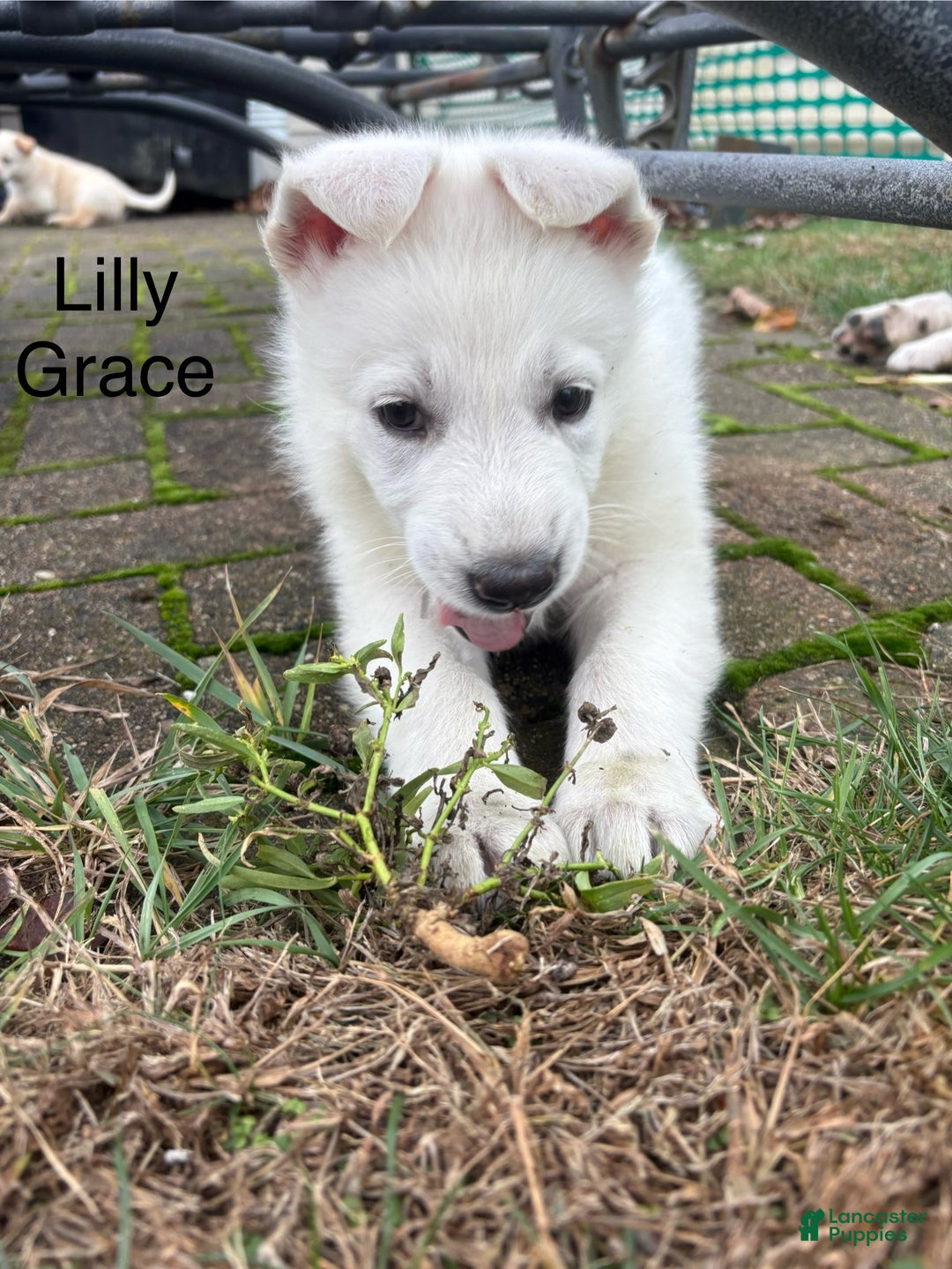 Mixed Breed dogs for sale: Mixed Breed Puppy 3 - Ad 7