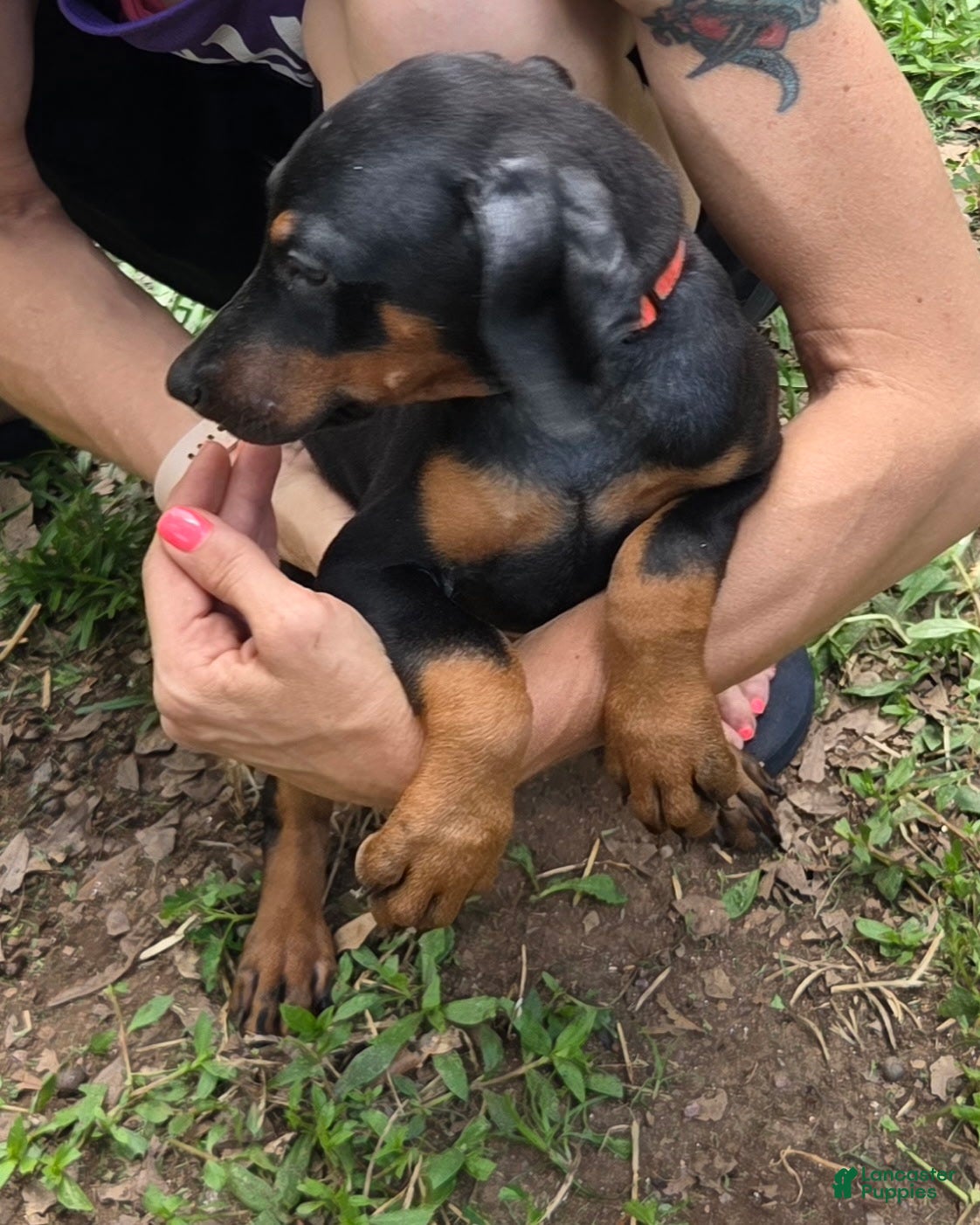 Doberman Pinscher dogs Freya - Ad 2