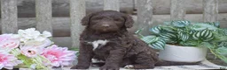 Portuguese Water Dog dogs for sale: Madelyn - Ad 2