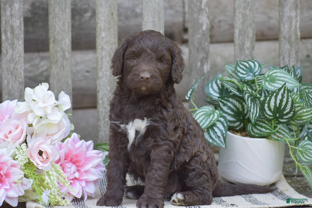 Portuguese Water Dog dogs for sale: Madelyn - Ad 2