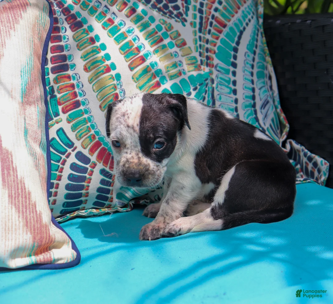 American Bully dogs for sale: Pink - Ad 1