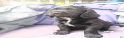 Mixed Breed dogs for sale: Starlight - Ad 3